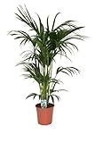 Kentia Palme (Howea forsteriana) 140-160 cm - Robuste Zimmerpflanze für Innenräume - Pflegeleichtes Dekoelement für Wohnzimmer, Büro und Schlafzimmer