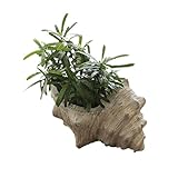 FriendshipHome Sukkulentententöpfe aus Keramik, große Muscheln, Sukkulenten, Kaktus, Blumentopf mit Ablaufloch, Ozeanschnecke, Muschelform, Übertopf für drinnen und draußen, Garten, Heimdekoration,