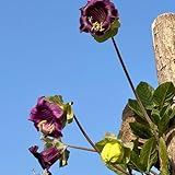 Glockenrebe, gartenpflanzen bio Cobaea scandens, blumensamen alte sorten balkonpflanzen winterhart mehrjährig exotische 30Samen