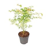 Plant in a Box - Acer palmatum 'Ukigumo' - Japanischer Ahorn Bäume Winterhart - Grüne Blatter - Topf 19cm - Höhe 50-60cm
