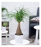BALDUR Garten Elefantenfuß 50-60 cm hoch im 17 cm Topf, 1 Pflanze, Nolina recurvata, Beaucarnea Flaschenbaum, Wasserpalme, Grünpflanze, mehrjährig - frostfrei halten