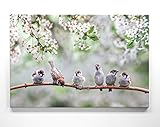 Bezaubernde Kirschblüte mit Spatzen-Kinder - als großes XXL Leinwand-Bild 120x80cm. Ideal als Hintergrund und Dekoration für Wohnzimmer & Schlafzimmer. Aufgespannt auf 2cm Holzrahmen