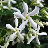 Sternjasmin Weiß - Kletterpflanzen winterhart - Immergrüner Duftjasmin - Jasmin Pflanze - 1,5 Liter Topf - Winterharte Pflanzen für den Garten - Jasmin - Wachstum bis zu 400 cm Höhe - ClematisOnline