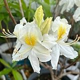 rhododendron pflanze samen gartenblumen, zimmerpflanzen samen, seltene pflanzen azalee bonsai samen deko blumen, pflanzen winterhart draußen blumenwiese samen mehrjährig, herbst deko 60pcs