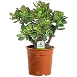 GardenersDream Crassula Ovata - Geldbaum Zimmerpflanze - Echt, Kompakt, Immergrün & Winterhart - Echte Sukkulenten im Topf - Echte Pflanzen Deko - Luftreinigende Zimmerpflanzen - Pflegeleicht
