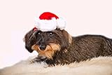 KarnevalsTeufel Mini-Nikolausmütze für Tiere, Hunde, Katzen, Weihnachtsmütze, Dekorationsmütze, vielseitig, rot-weiß