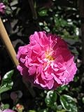 Rosa Aristide Briand - Kletterrose Aristide Briand
