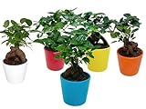5 Bonsai Ginseng, echte Bonsai Ginseng Pflanzen in eleganter Keramikvase Höhe 25 cm, Set von 5 Stück (Set 5 Stück Bonsai mit Keramik-Töpfen)
