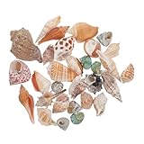 VICASKY 1Satz Aquarien Muscheldekor für Einsiedlerkrebse Fischtank Schmuckstücke für Aquarien und Terrarien Dekoration für Zuhause und Büro