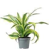 Drachenbaum Lemon Surprise - pflegeleichte Zimmerpflanze, Dracaena Deremensis Fragrans Lemon Surprise - Höhe ca. 10 cm, Topf-Ø 6 cm
