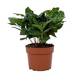Arabische Kaffeepflanze – Coffea Arabica – Zimmerpflanze – Ø12cm – 22cm – Luftreinigend & Pflegeleicht