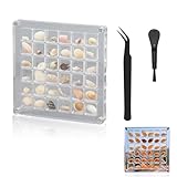 Magnetische Steine Muschel-Sammelbox – Premium Muschel-Setzkasten mit Scheibe, Display Shell, Perlen-Aufbewahrungsbox, Schleckmuscheln, Muschelbox und Seashell Display Box