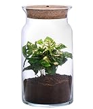Dehner Flaschengarten Kaffeepflanze mit LED, 3-teilig inkl. 1x Kaffeepflanze, Terrarium/Zubehör, 15 x 23 cm, Glas/Naturmaterial