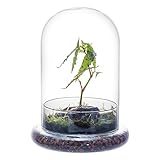 NCYP Dekorative klare Glaskuppel mit Luftloch, 15x21cm, Glasglocke mit Boden Heimtisch Display Glas Terrariumbehälter für Blumen Tafelaufsatz (Nur Glaskuppel)
