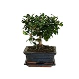 Bloomique – Bonsai Carmona – Kugelform – Bonsai-Baum – Zimmerpflanzen – Höhe 20–30 cm – 15 cm breit – inklusive Keramiktopf und Schale