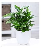 BALDUR Garten Coffea arabica, 1 Pflanze, Kaffeestrauch, die Blüten der Pflanze duften, jede Beere enthält 2 Kaffeebohnen, Zimmerpflanze, Grünpflanze, mehrjährig - frostfrei halten, blühend