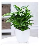 BALDUR Garten Coffea arabica, 1 Pflanze, Kaffeestrauch, die Blüten der Pflanze duften, jede Beere enthält 2 Kaffeebohnen, Zimmerpflanze, Grünpflanze, mehrjährig - frostfrei halten, blühend