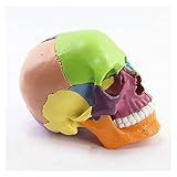 Torso-Modell, Schaufensterpuppe, Bildung, menschlicher Kopf, bemalt, Schädel, Anatomie-Modell