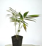 Pflanze - Bambus Phyllostachys pubescens edulis - Moso - Riesenbambus