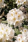 Rhododendron INKARHO ® 40-60 cm - Weiße Dufthecke, duftende weiße Blüten, Blütezeit Mai-Juni, ideal für Hecken, pflegeleicht und winterhart