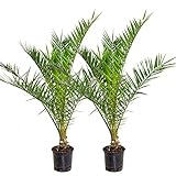 Bloomique - 2er Set - Phoenix Canariensis - Kanarische Dattelpalme - Palme - Balkonpflanzen Winterhart - Höhe 80-100 cm - Topf 19 cm