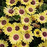 300samen blumensamen Kapkörbchen - wiesenblumen mehrjährig winterhart Osteospermum ecklonis, bodendecker winterhart mehrjährig, stauden balkonblumen