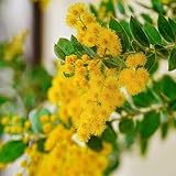 seidenbaum winterhart schlafbaum zimmerbonsai, gartenblumen vachellia farnesiana, zimmerbonsai topfpflanzen minigarten 250samen