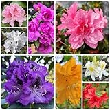 rhododendron pflanze samen gartenblumen, zimmerpflanzen samen, seltene pflanzen azalee bonsai samen kletterpflanzen winterhart, bio saatgut, blumen für balkon steingartenpflanzen 10pcs