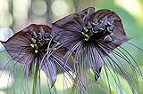 Schwarze Fledermausblume, 5 Samen Tacca chantrieri
