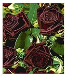BALDUR Garten Edelrosen 'Black Baccara®', 1 Pflanze, fast schwarze Rose winterhart, mehrjährig, blühend, duftend, Schnittblume, Schnittrose, Rosa Hybride, Edelrose