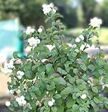 Schneebeere Symphoricarpos Symphonie Rock Korallenbeeren Hochstamm 80-100 cm