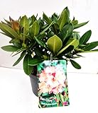Alpenrose Rhododendron Sun Glory -R- 30-40 cm breit im 5 Liter Pflanzcontainer