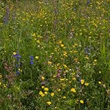 Schattenblumen-Mischung | 100g - 50m2 | Mehrjährig und winterhart | 14 Schattentolerante Blumen | Wildblumenwiese im Schatten | Höhe: 20-100 cm | einheimische Arten | Insektennahrung | Pflegeleicht