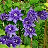 clematis winterhart kletterpflanzen winterhart, garten deko winterharte stauden frühlingsblüher blumendeko winterharte für garten, 15zwiebeln