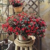 AchimenesSamen-topf-Pflanzenwinterhart draußen garten geschenk-SchöNe Topfpflanze schnittSamen30pcs