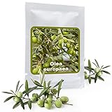Olivenbaum - Olive - Ölbaum 10 Samen/Pack (Olea europaea) - ein Baum mit hoher Symbolkraft