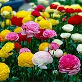 Ranunkeln Blumenzwiebel Winterhart - Mehrfarbig 50 Blumenzwiebeln - Asiatische Hahnenfuß - Mischung in 5 Farben - Niederländische Qualität - Für Garten, Töpfe und Balkon