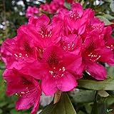 Rhododendron Hybride 30-40 cm Alpenrose Frühlingsblüher verschiedene Sorten (Nova Zembla)