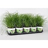 Cyperus Zumula Katzengras - 3er Set Frisches Katzengras für Katzen - Ideale Pflege, Verdauung & Beschäftigung - Ungiftig, Unterstützt Gesundheit und Wohlbefinden