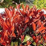 GreenboutiQ - Heckenpflanzen - Photnia fraseri Red Robin - Blatt rot grün - 8 Pflanzen - 1 laufender Meter - immergrün - Topf 9cm Höhe 30-35cm