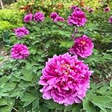 Pfingstrosen Zwiebeln, blumenzwiebeln frühblüher topfpflanzen draußen winterhart balkonpflanzen winterharte pflanzen für garten gartendeko für draußen bodendecker bonsai samen 9pcs