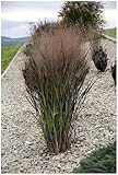3 x Panicum virgatum 'Nosferatu' im 1 Liter Topf (Ziergras/Gräser/Winterhart/Mehrjährig/Staude/Stauden) Rutenhirse - Dunkle Eleganz mit mystischem Flair - NEUE SORTE - von Stauden Gänge (3)