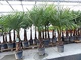 gruenwaren jakubik XXL+ Palme winterhart 170-190 cm Trachycarpus fortunei, Hanfpalme, Top-Qualität