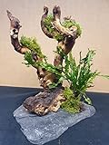 Wurzel für Aquarium Garnelenbäumchen Moorwurzel Aquarium Wurzel Bonsai ca.20 cm Mangrove (Mopani) bepflanzt auf Schiefer Wurzel mit Wasserpflanzen (versch.) Abbildung ähnlich