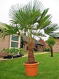 Seltene Palmen Kreuzung Trachycarpus Fortunei/Wagnerianus bis 160 cm. Deutsche Freilandzucht