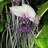 fledermausblume samen, winterharte deko blumen balkon topfpflanzen draußen winterhart bio saatgut blumenbeet gartendeko für draußen, blumenteppich winterharte pflanzen für garten 60pcs