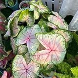 alocasia samen caladium- gartenpflanzen pflanzen winterhart draußen, grünpflanzen garden sommerblumen ziergras ziergräser winterhart gräser blumenwiese stauden pflanzensamen balkon 150pcs