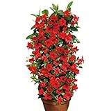 Mandevilla Samen 100 Stück – Mehrjährige Kletterpflanze mit Duftenden Blüten für Garten, Balkon und Kübelpflanzung (Rot)