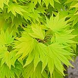 Acer shirasawanum 'Jordan' | Japanischer Ahorn-Laubbaum-Gartenpflanzenbaum im Topf