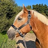 Brama West Halfter Pferd XXXL Titan - Lederhalfter für sehr große Pferde - doppelt genäht, verstellbar, unterlegt (XFull)
